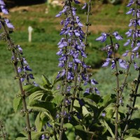 Coleus barbatus var. grandis (L.H.Cramer) A.J.Paton